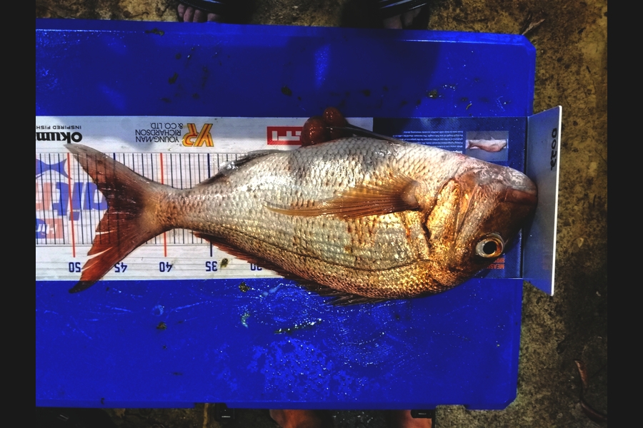 steve taylor caught this 45.5cm Snapper at chicks during The Export NZ Fishing Competition
