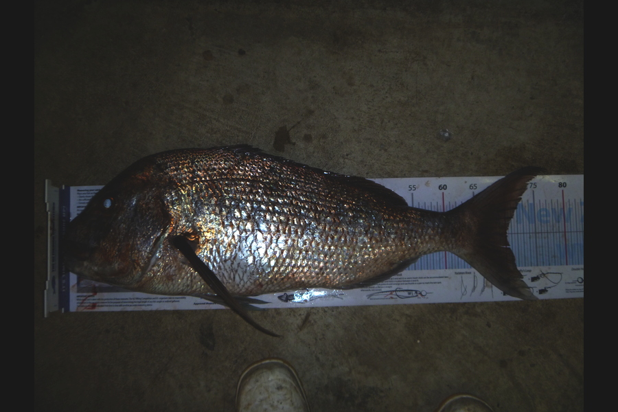 Owen Wills caught this 70.0cm Snapper at cape colville during The Export NZ Fishing Competition