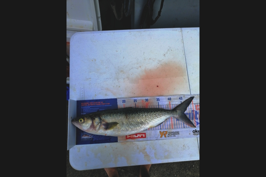 Andre Zowitzkey caught this 45.5cm Kahawai at 90mile  during The Export NZ Fishing Competition