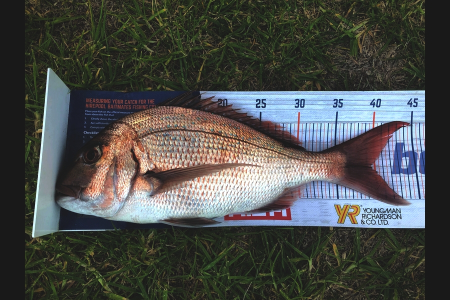Kris Cameron caught this 39.0cm Snapper at Whale Island during The Export NZ Fishing Competition