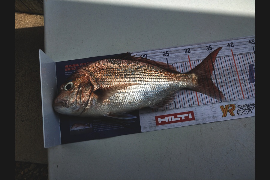 John Sefton caught this 34.0cm Snapper at Tauranga harbour during The Export NZ Fishing Competition