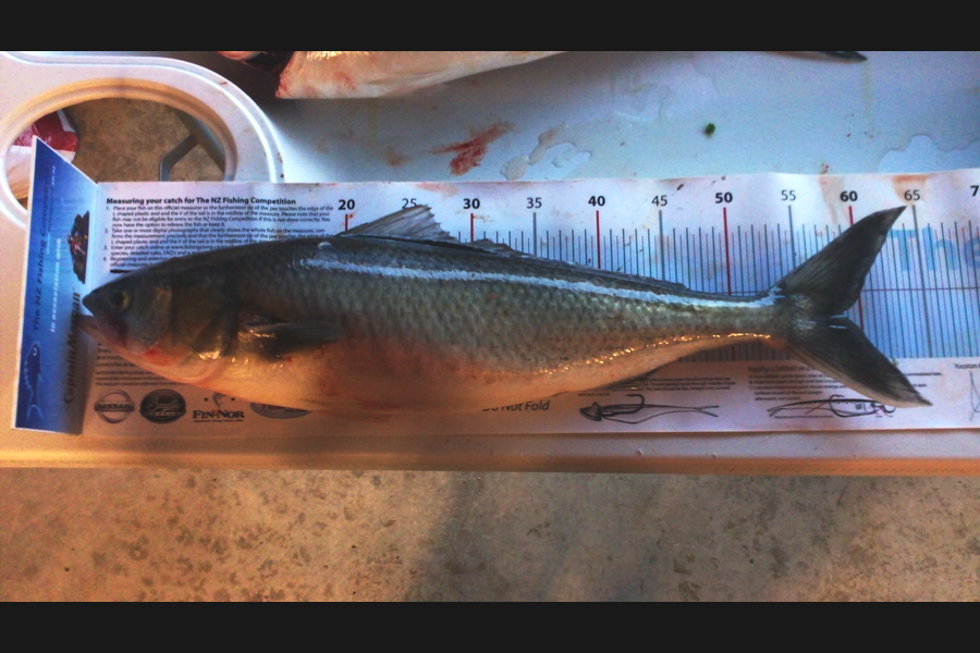 PHIL watson caught this 58.5cm Kahawai at Wellington Harbour during The Export NZ Fishing Competition