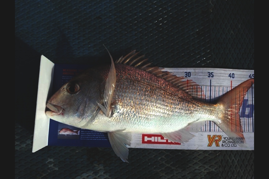 Liz Stirling caught this 41.5cm Snapper at Hauraki during The Export NZ Fishing Competition