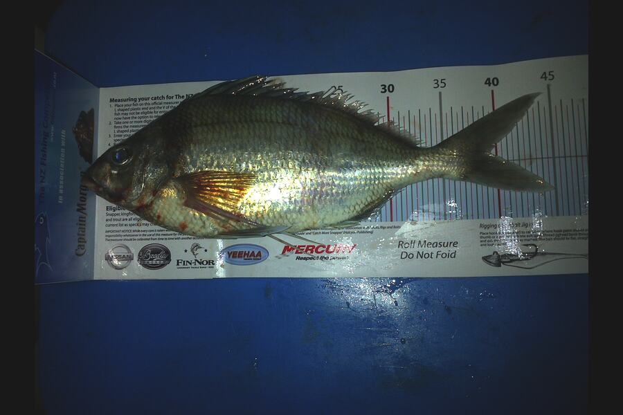 Dean McLaughlin caught this 39cm Tarakihi at Mayor during The Export NZ Fishing Competition