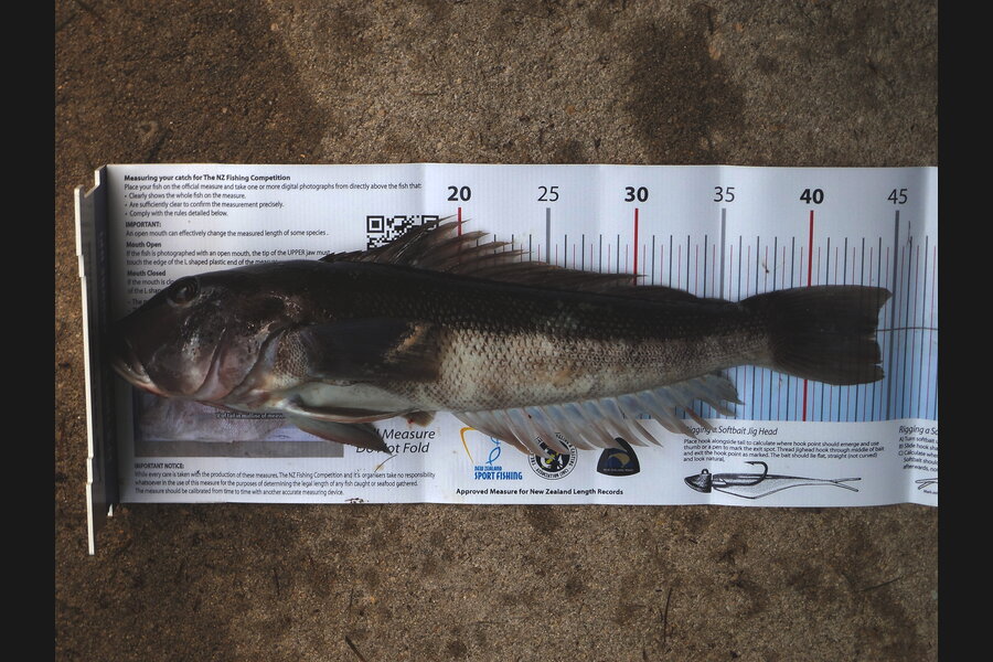 Daniel Primmer caught this 44.0cm Blue Cod at torrent bay,abel tasman during The Export NZ Fishing Competition