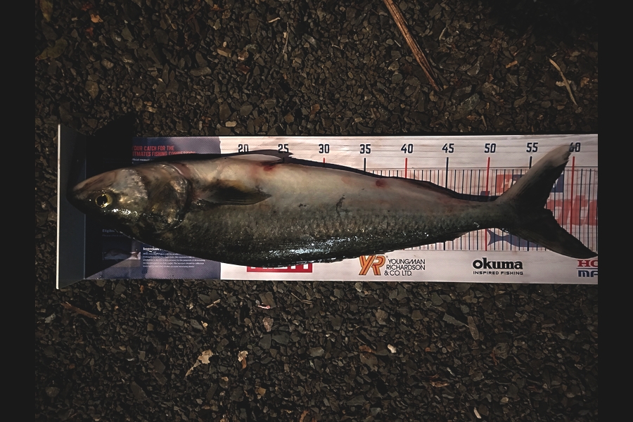 Mike Stevens caught this 56.5cm Kahawai at Waikawau during The Export NZ Fishing Competition