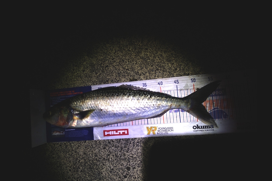 Ben Cullen caught this 51.5cm Kahawai at Browns bay  during The Export NZ Fishing Competition