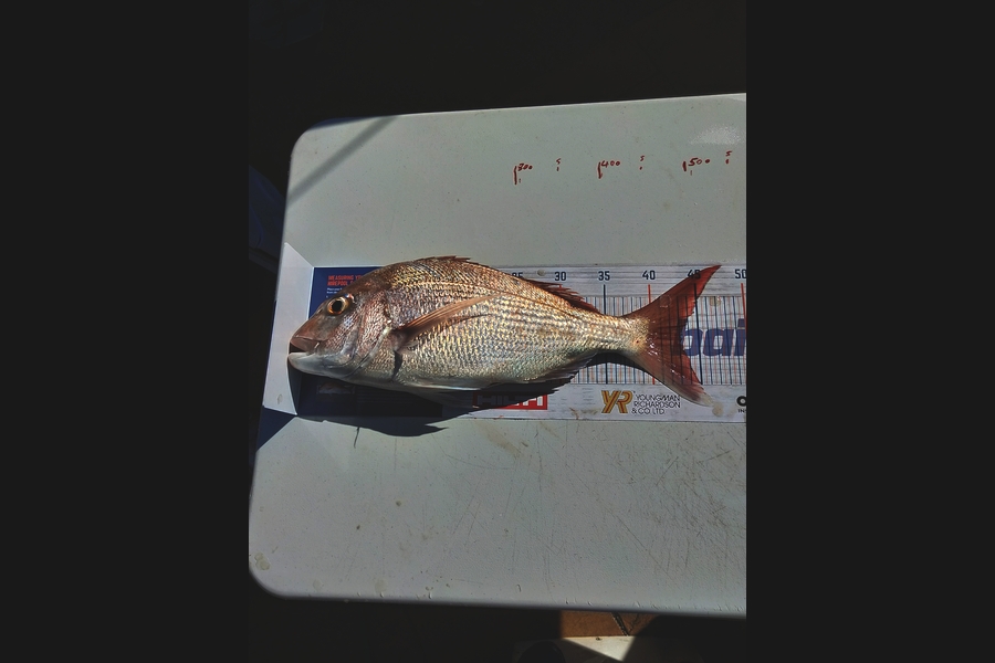 John Sefton caught this 43.0cm Snapper at Tauranga A Buoy during The Export NZ Fishing Competition