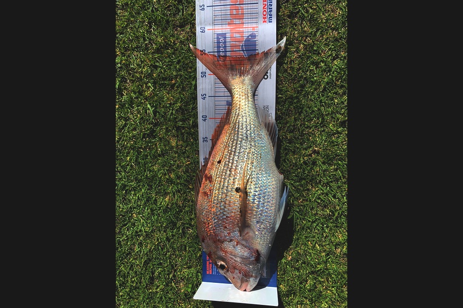Maurice Bulford caught this 53.5cm Snapper at Kaipara Harbour  during The Export NZ Fishing Competition