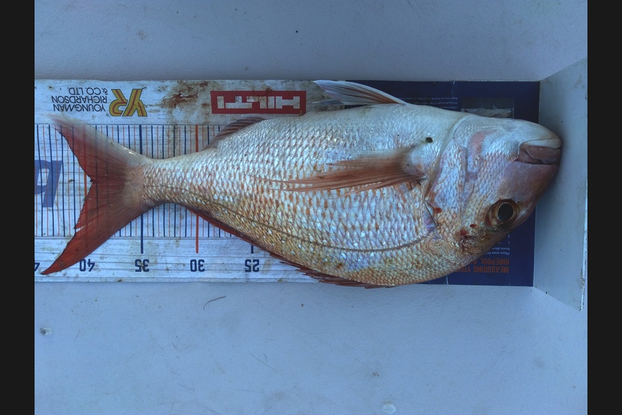 Jarrad Christie caught this 39.5cm Snapper at Hooks bay during The Export NZ Fishing Competition