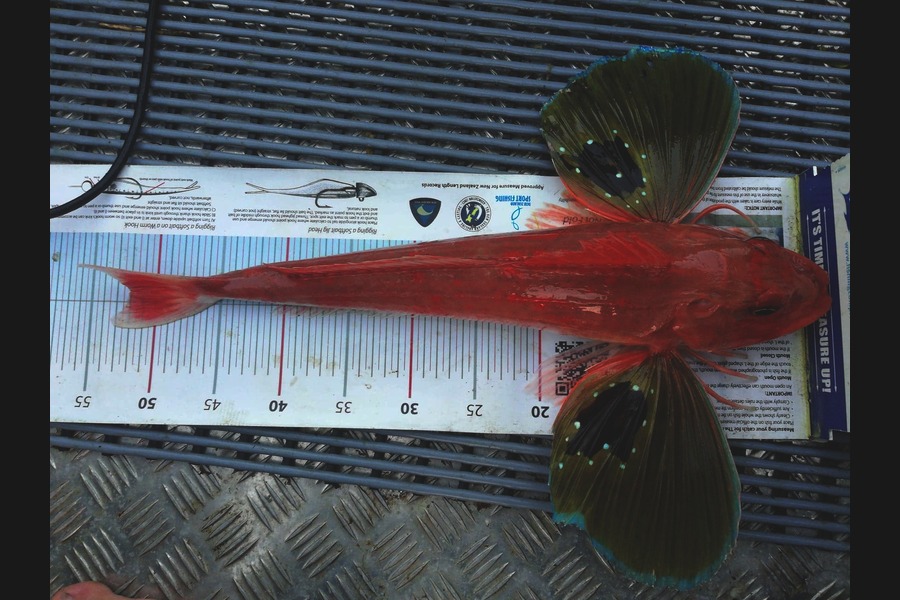 Scott Brenton caught this 51.5cm Gurnard at Welly south  during The Export NZ Fishing Competition