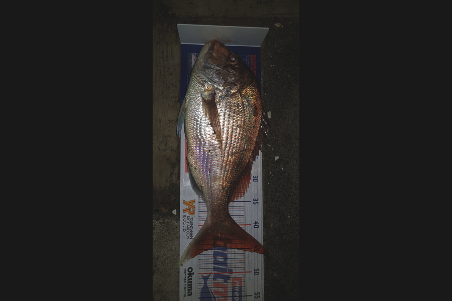Scott Campbell caught this 44.5cm Snapper at Raumati during The Export NZ Fishing Competition