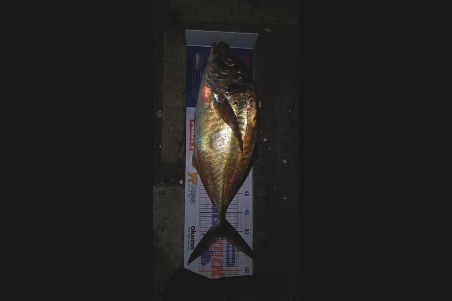 Scott Campbell caught this 51.0cm Trevally at Raumati during The Export NZ Fishing Competition