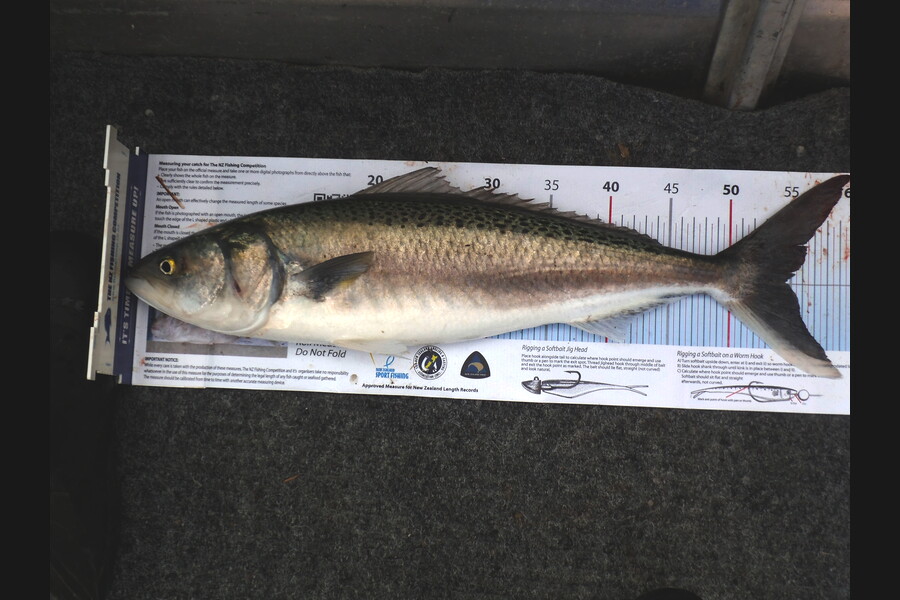 Daniel Primmer caught this 54.5cm Kahawai at tasman bay during The Export NZ Fishing Competition