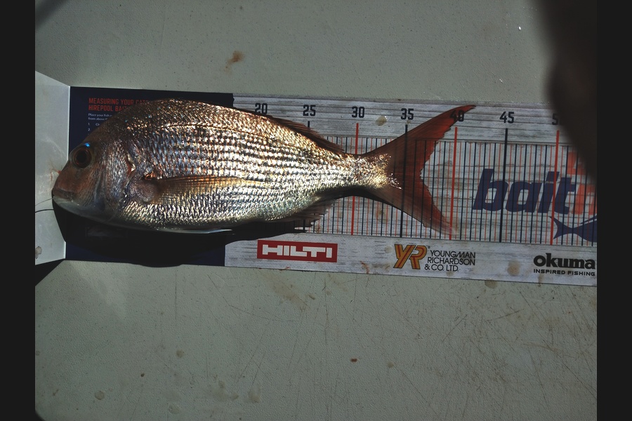 John Sefton caught this 36.5cm Snapper at Tauranga harbour during The Export NZ Fishing Competition