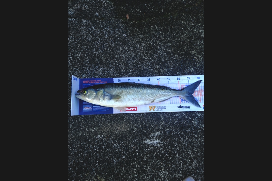 Steve Ryder caught this 55.5cm Kahawai at Waitemata  during The Export NZ Fishing Competition