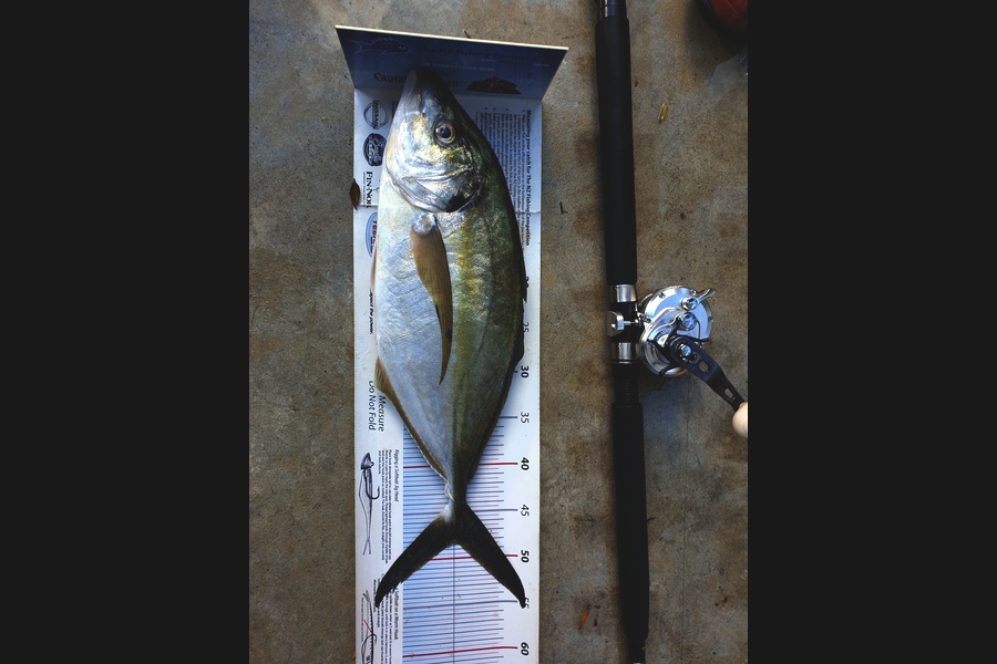 Craig Miller caught this 48cm Trevally at Gisborne during The Export NZ Fishing Competition