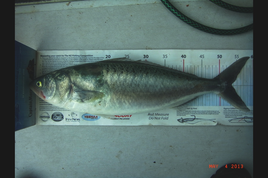 Gavin Henderson caught this 53.0cm Kahawai at kapiti during The Export NZ Fishing Competition