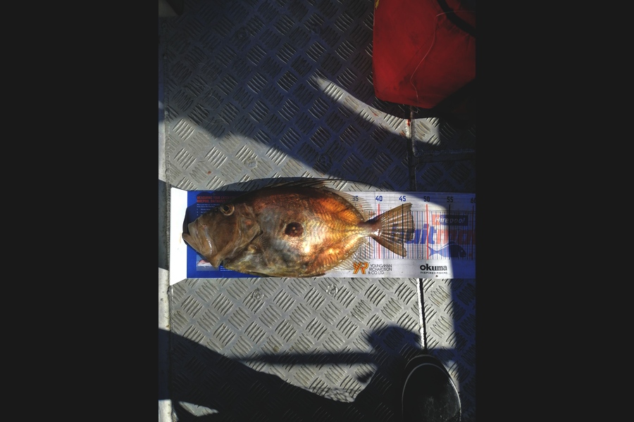 Andre Zowitzkey caught this 47.5cm John Dory at Great Barrier island  during The Export NZ Fishing Competition
