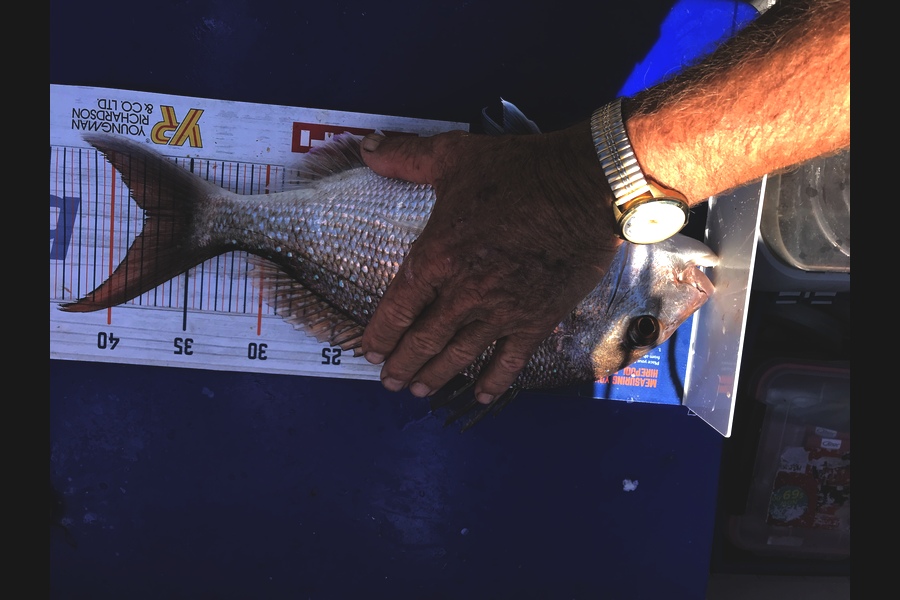 Johnathan Pearce caught this 37.5cm Snapper at Coromandel during The Export NZ Fishing Competition