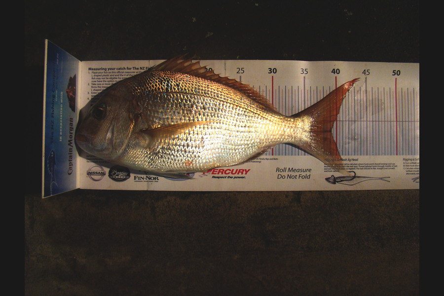 Johnny Huynen caught this 39.0cm Snapper at Mana during The Export NZ Fishing Competition