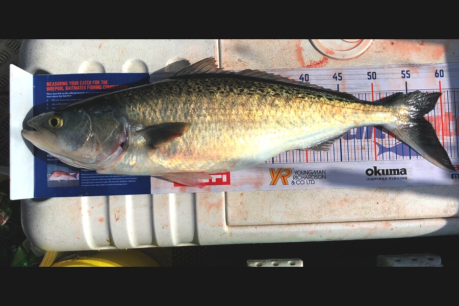 John Ra caught this 57.0cm Kahawai at Coro Farms during The Export NZ Fishing Competition