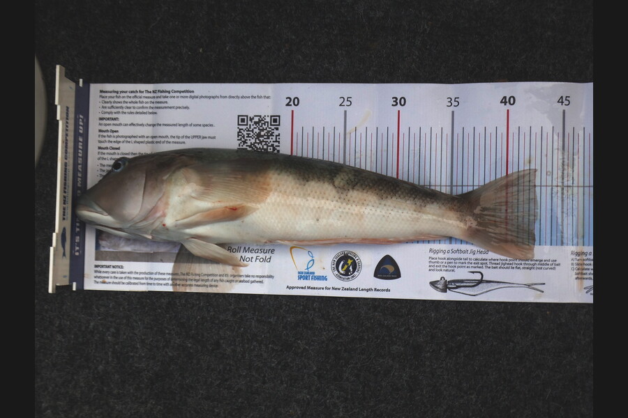 Daniel Primmer caught this 42.5cm Blue Cod at separation point during The Export NZ Fishing Competition