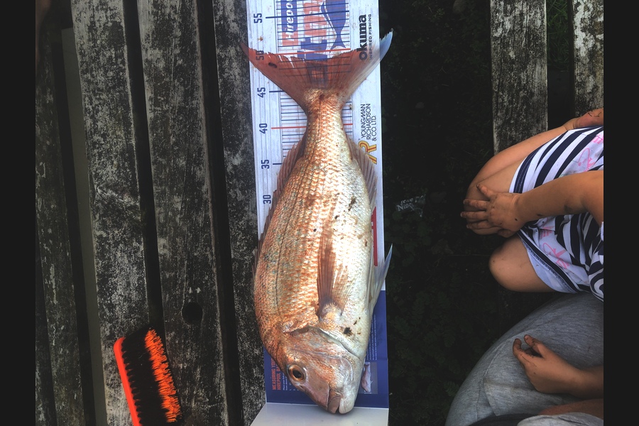 Rowan Jordan caught this 48.5cm Snapper at Ohawe during The Export NZ Fishing Competition