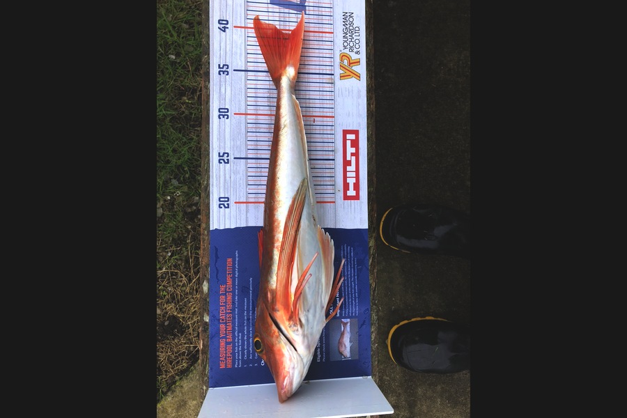 Dave Pope caught this 39.5cm Gurnard at Manawatu during The Export NZ Fishing Competition