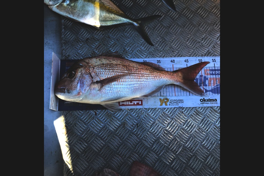 Steve  Varley caught this 46.5cm Snapper at Mangawhai during The Export NZ Fishing Competition