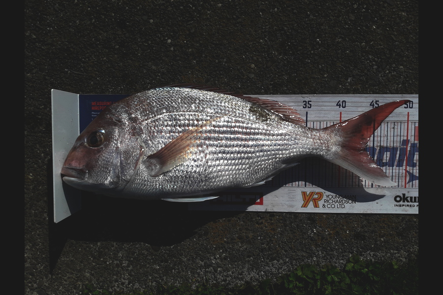 Clayton Hancock caught this 43.5cm Snapper at manawatu coast during The Export NZ Fishing Competition