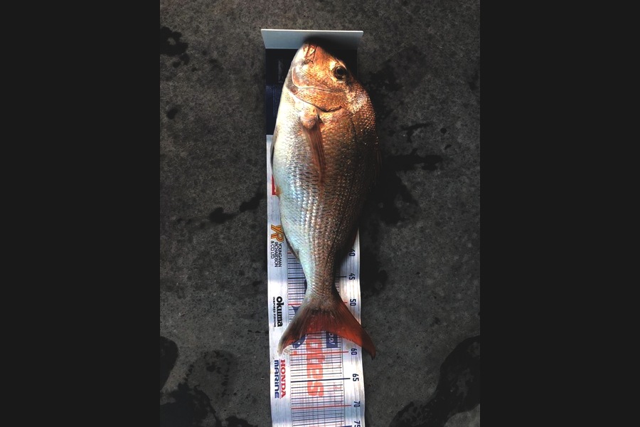 Nina Andrews caught this 55.5cm Snapper at Te Kouma during The Export NZ Fishing Competition