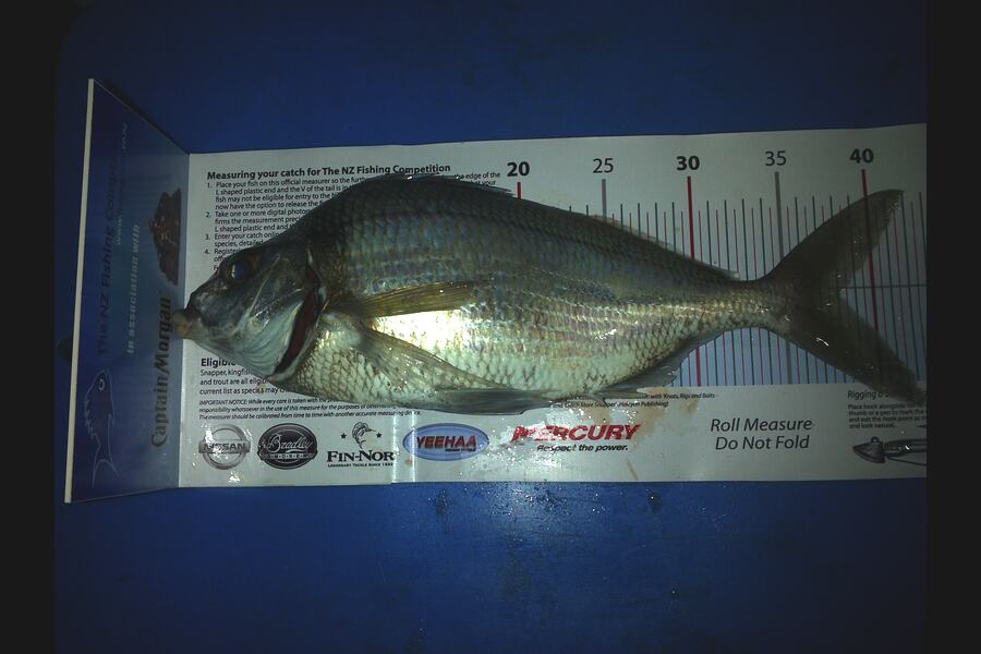 Hamish Wilson caught this 38cm Tarakihi at Mayor during The Export NZ Fishing Competition