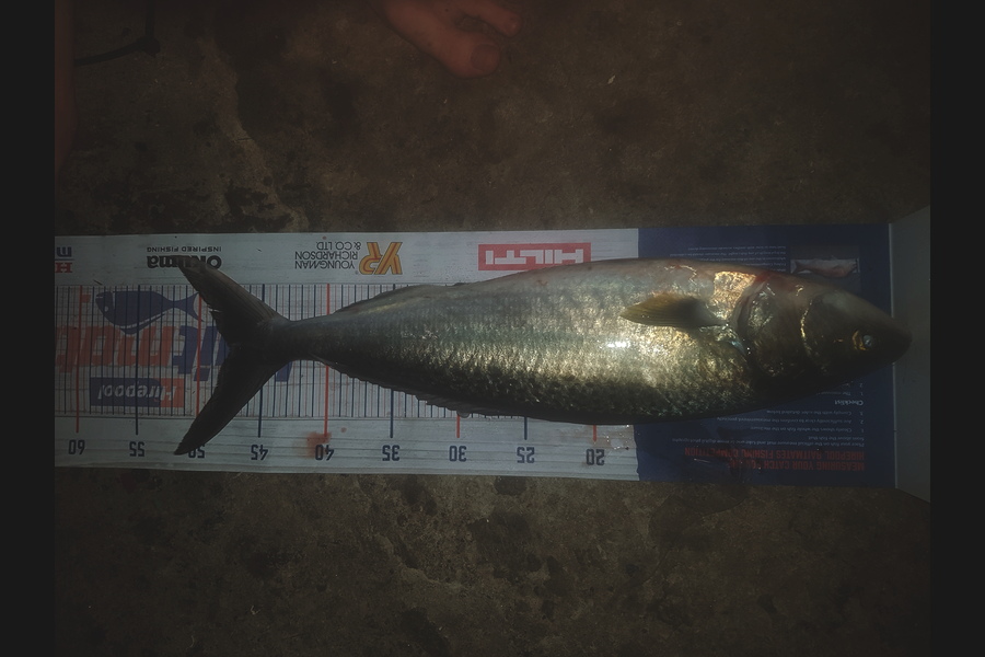Tayler Flavell caught this 47.5cm Kahawai at Hauraki during The Export NZ Fishing Competition