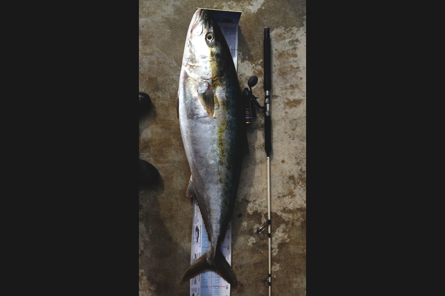 Graeme Mckay caught this 121cm Kingfish at Gisborne during The Export NZ Fishing Competition