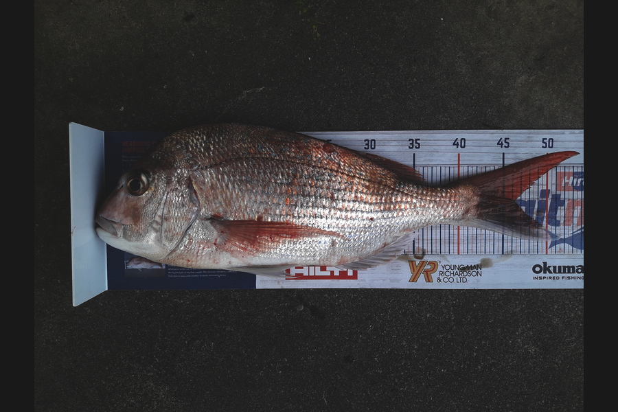 Clayton Hancock caught this 46.0cm Snapper at manawatu coast during The Export NZ Fishing Competition