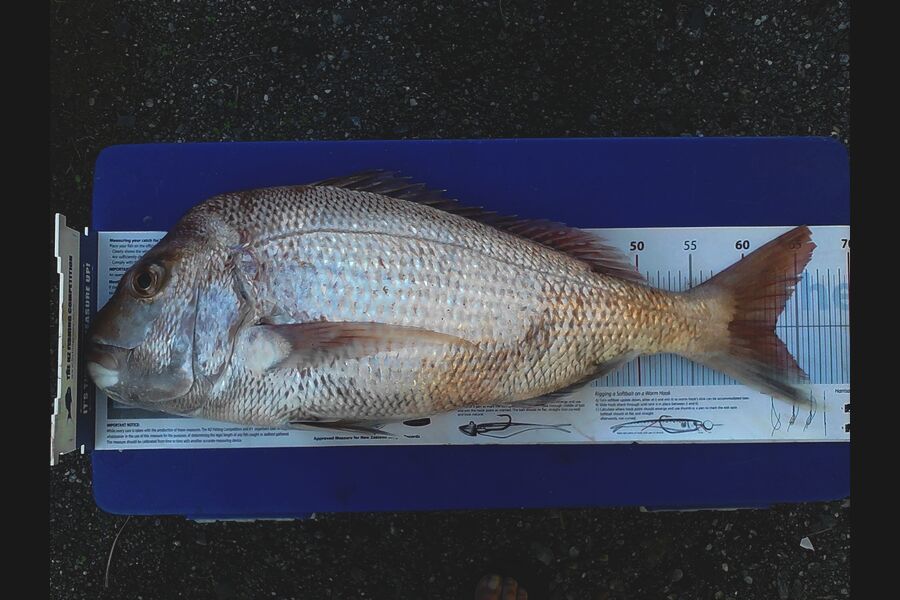 Mathew Goodall caught this 62.5cm Snapper at Coromandel during The Export NZ Fishing Competition
