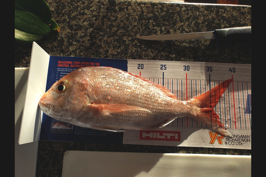 Doug Anderson  caught this 35.5cm Snapper at East of Tiri  during The Export NZ Fishing Competition