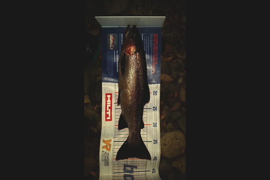 Rob  Raw caught this 39.0cm Trout at Waihi during The Export NZ Fishing Competition