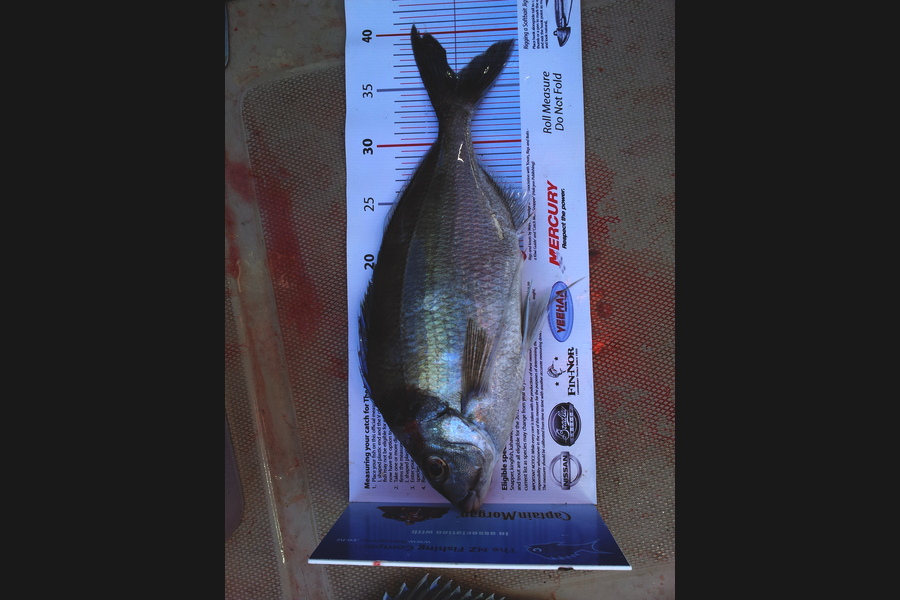 Jon   Mayne caught this 36.0cm Tarakihi at Wellington west coast during The Export NZ Fishing Competition