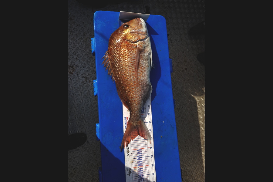Garry Northcott caught this 71.5cm Snapper at New Plymouth  during The Export NZ Fishing Competition