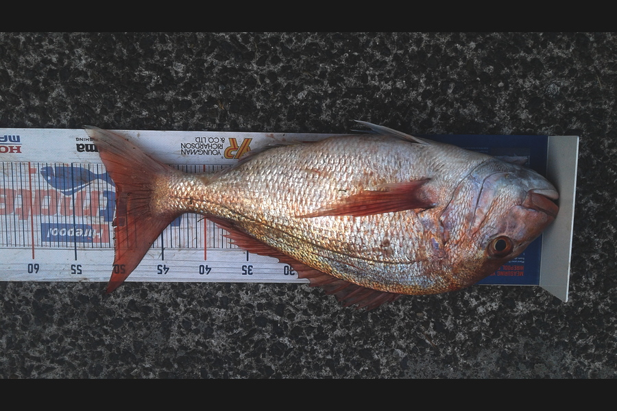 Jono  Te Wake  caught this 50.0cm Snapper at Kawau  during The Export NZ Fishing Competition