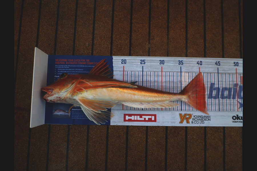 Paul McKnight caught this 41cm Gurnard at Raglan during The Export NZ Fishing Competition