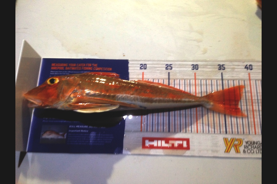 Tom Whitaker caught this 37.0cm Gurnard at Bream Bay during The Export NZ Fishing Competition