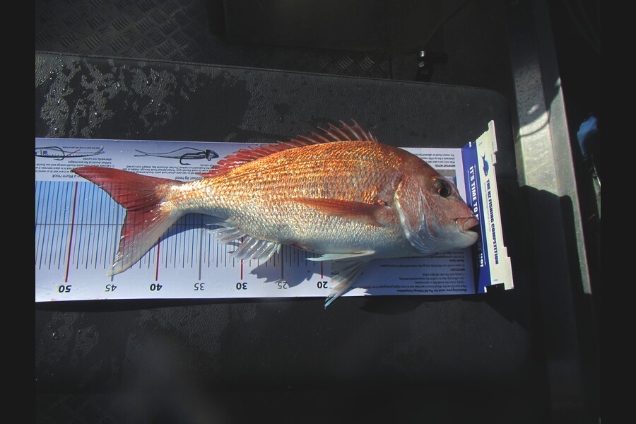 Zane Rackham caught this 44.0cm Snapper at Whale Is during The Export NZ Fishing Competition