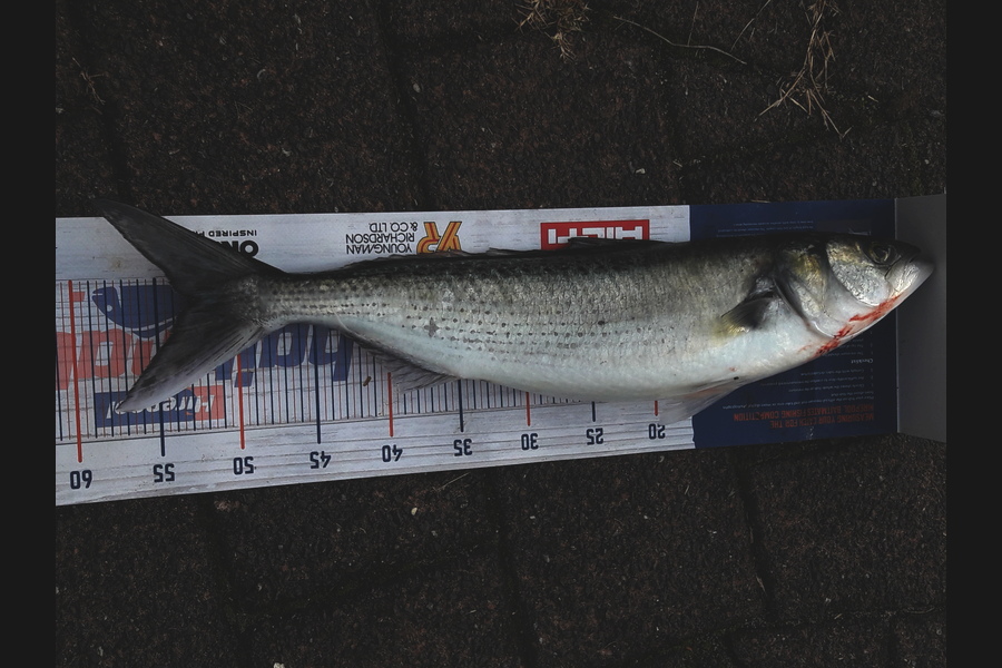 Colleen  Archer  caught this 52.5cm Kahawai at Tauranga  during The Export NZ Fishing Competition