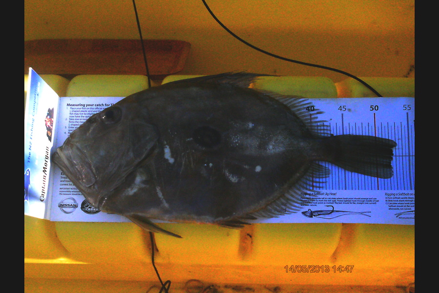 Jeff Holden caught this 52.5cm John Dory at Peppin Island during The Export NZ Fishing Competition