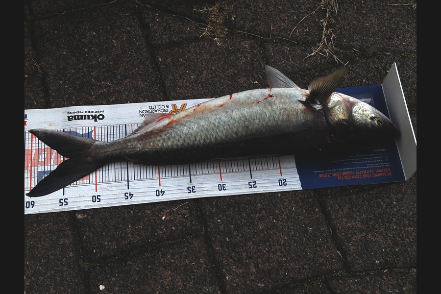 Riki Archer caught this 54.0cm Kahawai at Tauranga  during The Export NZ Fishing Competition