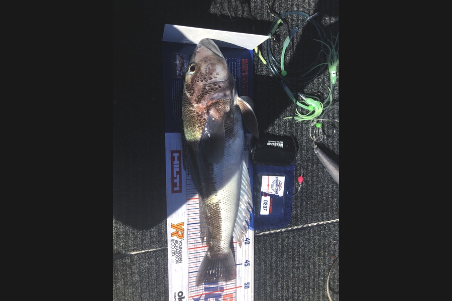 David Smythe caught this 48.0cm Blue Cod at Three kings  during The Export NZ Fishing Competition