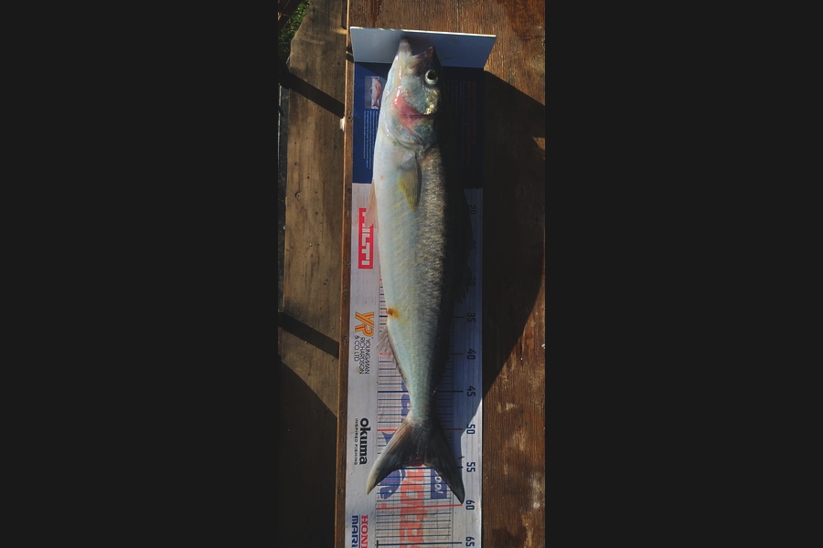William Askham caught this 53cm Kahawai at Coromandel during The Export NZ Fishing Competition